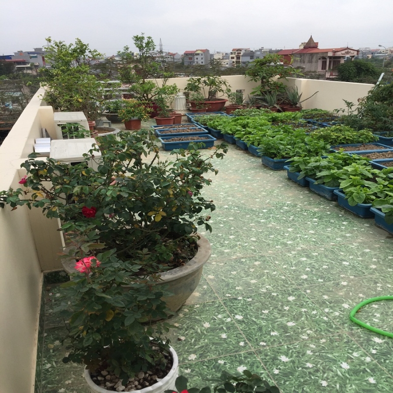 Private house for rent in Hai Phong